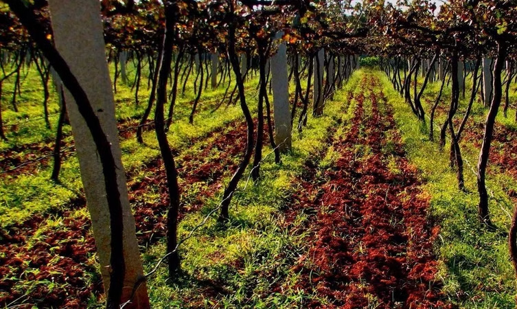Grover’s Vineyard